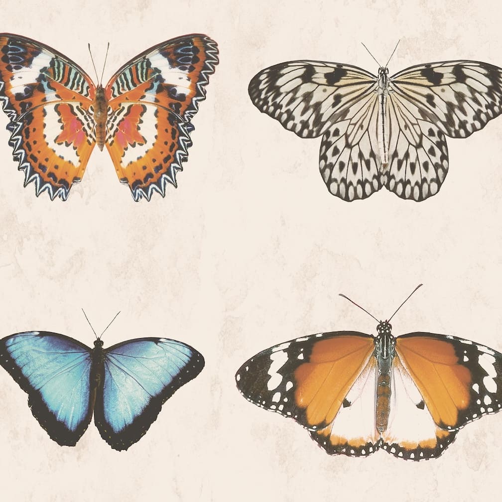 Woodchip & Magnolia Lepidoptera Natural Wallpaper